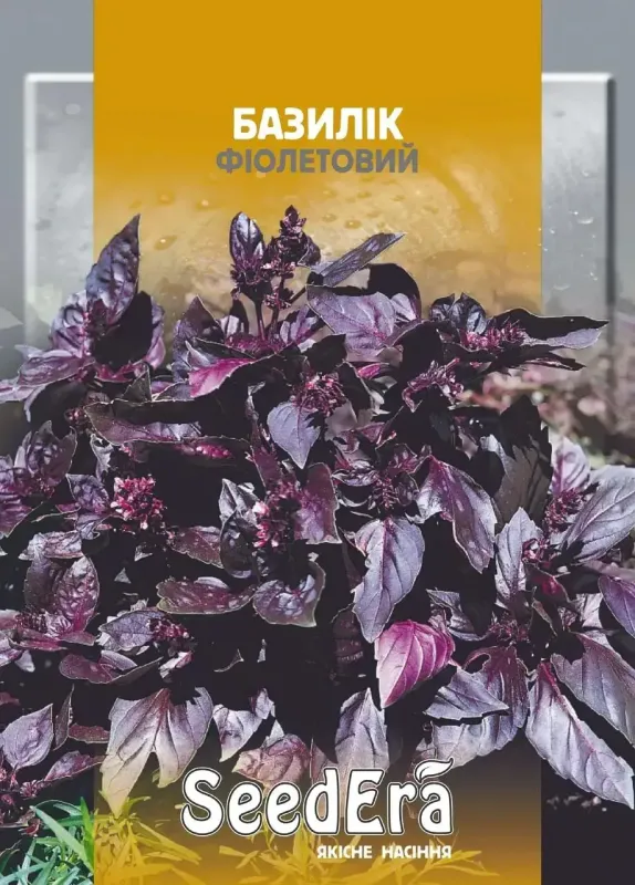 Насіння пряно-ароматичної культури Базилік Фіолетовий