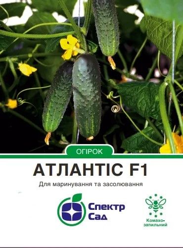 Насіння огірка Атлантіс F1