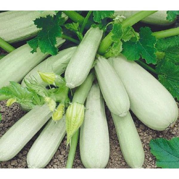 Семена кабачка Кустовой