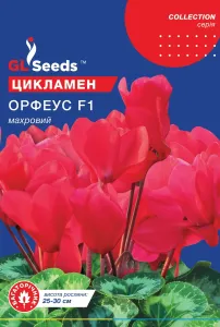 Насіння квітів Цикламен Орфеус F1
